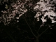 cherry blossoms