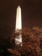 washington and cherry blossoms
