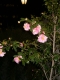 more flowers