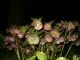 yet more flowers