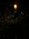 still more cherry blossoms
