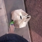 Drinking