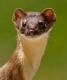 Weasel.jpg