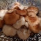 raw mushrooms