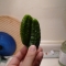 double cucumber