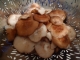 raw mushrooms