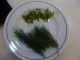 dill heads and sprigs