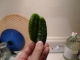 double cucumber