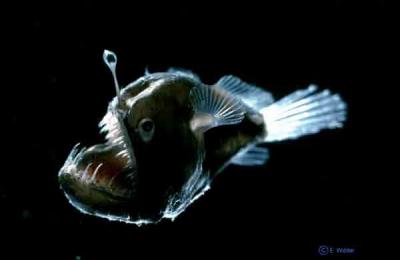 Bioluminescence
