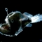 Bioluminescence