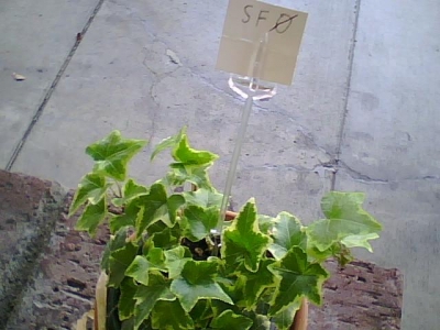 Plant again, with notecard restored
