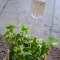 Plant again, with notecard restored