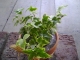 The plant