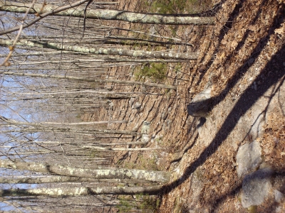 sideways woods sideways woods