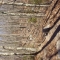 sideways woods