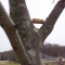 The Taking Tree by C. J. The Taking Tree by C. J.