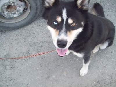 My new friend, Sarge.