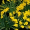 Daffodils.