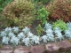 Where we decided to put one bundle of daffodils.