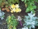 Planted!