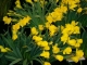 Daffodils.