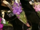 Flowers...