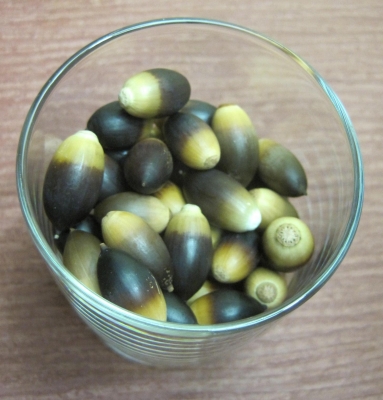 Gathered acorns Gathered acorns