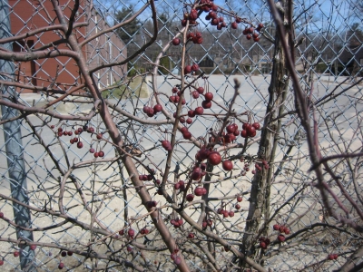 Winter berries
