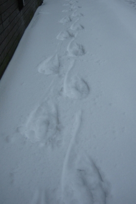 Footprints Footprints