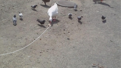 Alpha goose Alpha goose