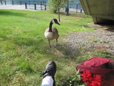 Goose, not fishing