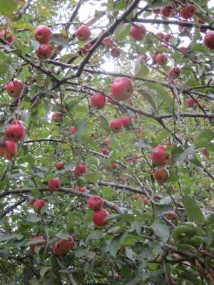 Apples grow on trees