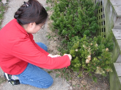 Pruning a small hedge