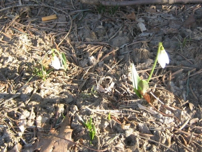 Snowdrops