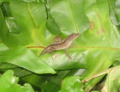 One of many small lizards
