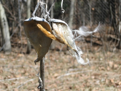 Milkweed