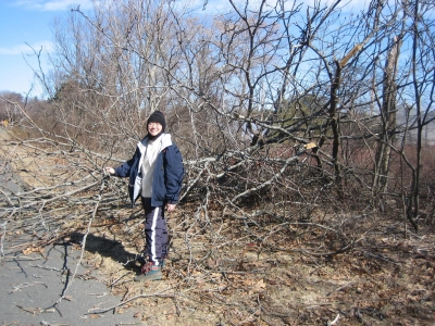 Downed trees after a windy week