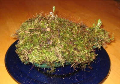Moss is better than mold