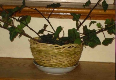 Growing out of a basket of bones