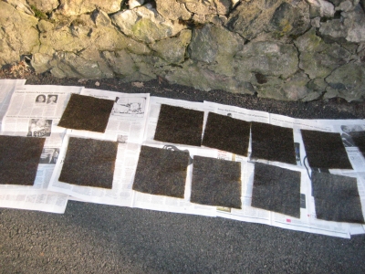 Seaweed sheets, pre-paint