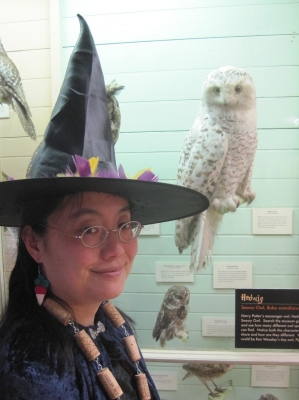 Owls Owls