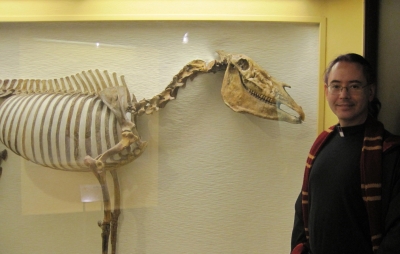 Skeletal horses Skeletal horses
