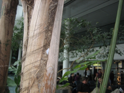 Indoor palm-type tree