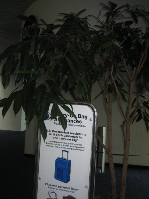 Another indoor ficus