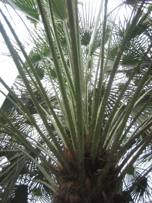 A different sort of palm-type tree