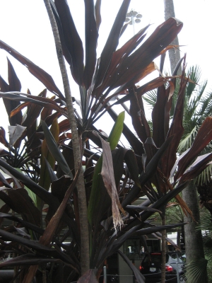 Tree with purplish leaves