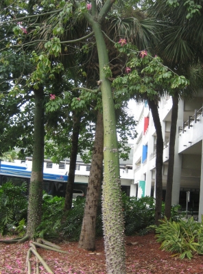 A flowering tree with surface roots and trunk spikes