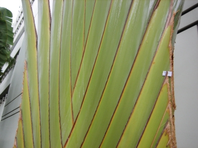 With fanned leaf stems as its trunk