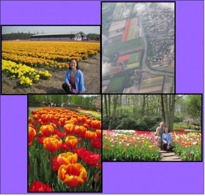 Tulip season Tulip season