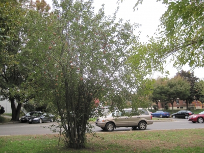 The urban apple tree